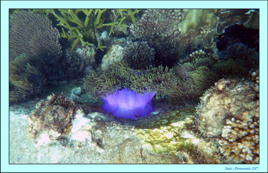 2009   07   Perhentians 054